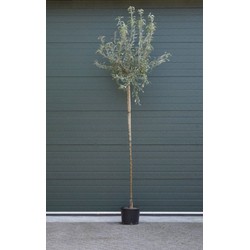 Wilgbladige treur sierpeer Pyrus salicifolia Pendula h 250 cm st. omtrek 12 cm st. h 220 cm