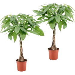 Pachira aquatica 'Geldboom' - Set van 2 - Pot 17cm - Hoogte 60-70cm