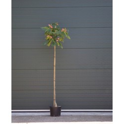 Perzische slaapboom Albizia julibrissin h 212,5 cm st. omtrek 7 cm - Warentuin Natuurlijk