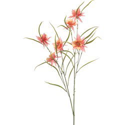 Aquilegia spray peach 84 cm Emerald