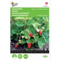 2 stuks - Aardbeien Baron Van Solemacher