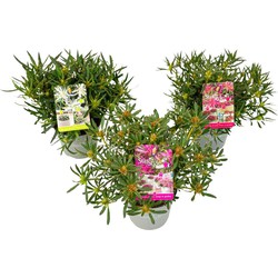 Rhododendron Azalea StarStyle - Set van 3 - Japans - Pot 10,5cm - Hoogte 25-40cm