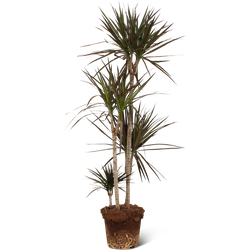 We Love Plants - Dracaena Marginata - 130 cm hoog - Grote kamerplant