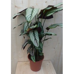 Calathea Whitestar Pauwenplant wit blad 60 cm