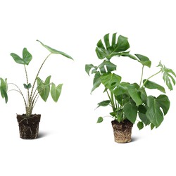 We Love Plants - 1x Alocasia Zebrina + 1x Monstera Deliciosa - Combideal