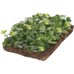 Plantenmat vasteplanten Euonymus Kardinaalsmuts prijs per 1m2 cm Covergreen