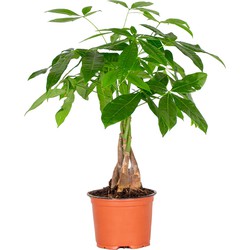Pachira Aquatica - Geldboom - Kamerplant - Onderhoudsvriendelijk - ⌀12 cm - ↕25-35 cm