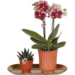 Kolibri Orchids | Plantenset Culture Cocktail terracotta small | Groene planten met Phalaenopsis orchidee in Retro terracotta sierpotten en gouden dienblad