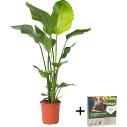 Paradijsvogelplant - Strelitzia nicolai - Hoogte 90-110cm - ⌀21cm