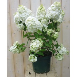 Pluim Hortensia Hydrangea Wit