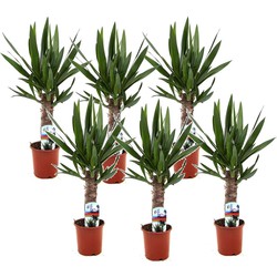 Yucca Elephantipes - Palmlelie - Set van 6 - Pot 14cm - Hoogte 50-60cm