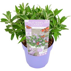 Buddleja Candy Little Lila- Vlinderstruik - Pot 19cm - Hoogte 30-40cm