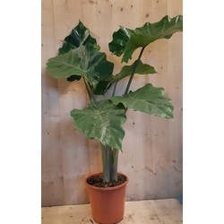 Alocasia Portadora kamerplant