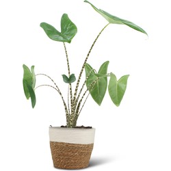 We Love Plants - Alocasia Zebrina + Mand Miranda - 75 cm hoog - Zebra Plant