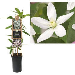 Klimplant Clematis armandii Apple Blossom 75 cm