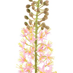 PTMD Eremurus Stengel Kunsttak - 119 x 12 x 117 cm  - Kunststof - Roze