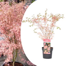 Acer palmatum 'Taylor' - Japanse Esdoorn - Pot 19cm - Hoogte 50-60cm