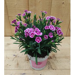 Dianthus Anjer Pink Kisses - Warentuin Natuurlijk