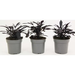 Ipomoea batatas - Ipomoea Zoete Aardappel - Set van 3 - ⌀10,5cm - Hoogte 10-15cm