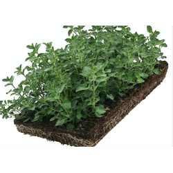 Plantenmat vasteplanten Kattenkruid Nepeta prijs per 1m2 cm Covergreen