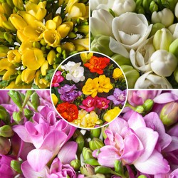 Freesia Double Mix - Set van 40 - Bloembollen - Zomerbloeiende bloembollen