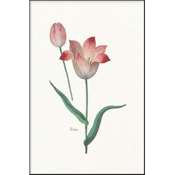 Tulipa II - Walljar - Wanddecoratie - Poster met lijst