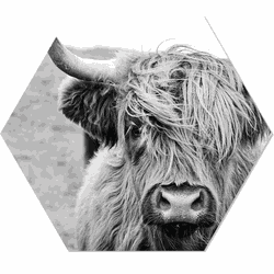 Label2X Muurhexagon cow Dibond - Aanbevolen / 18 x 15 cm - 18 x 15 cm