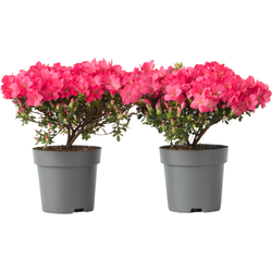 Japanse azalea - Set van 2 - Rhododendron 'Anouk' - Hoogte 25-40cm - ⌀17cm