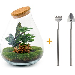 URBANJNGL - Planten terrarium • Drop XXL Rood • Ecosysteem plant • ↑ 43 cm