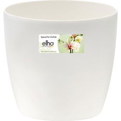 5 stuks - Brussels orchidee 12,5cm transparant
