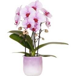 Kolibri Orchids | Roze orchidee Niagara Falls + Gradience sierpot roze - potmaat Ø9cm | bloeiende kamerplant - vers van de kweker