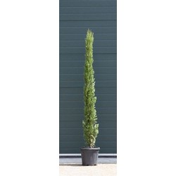 2 stuks! Italiaanse cipresboom Cupressus sempr. Pyramidalis h 187,5 cm boom