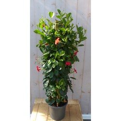 Dipladenia Mandevilla Sundaville Rood 140 cm