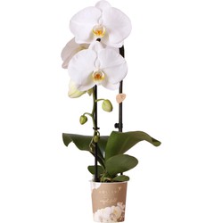 Kolibri Orchids | witte Phalaenopsis orchidee - Angel Fall - potmaat Ø9cm | bloeiende kamperplant - vers van de kweker