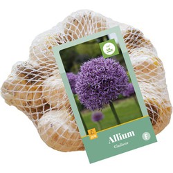 Allium Gladiator