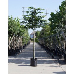 Haagbeuk als leiboom Carpinus betulus h 320 cm st. omtrek 12 cm st. h 200 cm