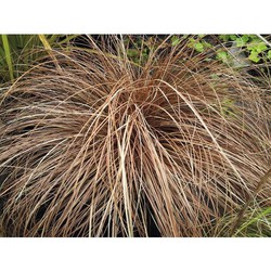 Carex comans 'Bronco'