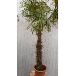 Winterharde Palmboom stamhoogte 150 cm en hoogte 300 cm - Warentuin Natuurlijk