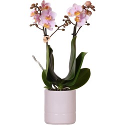 Kolibri Orchids | Roze phalaenopsis orchidee - Andorra + Pastel pot pink - potmaat Ø9cm | bloeiende kamerplant - vers van de kweker