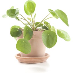 Pannenkoekenplant (Pilea peperomioides) incl. terracotta pot