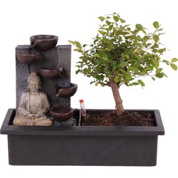 Bonsaiboompje met Easy-care watersysteem - Buddha - Hoogte 25-35cm