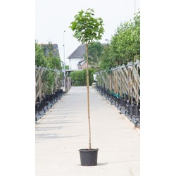 Groene bol esdoorn Acer pl. Globosum h 220 cm st. omtrek 8 cm st. h 180 cm