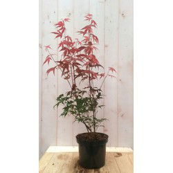 Japanse esdoorn rood groot blad 90 cm struikje