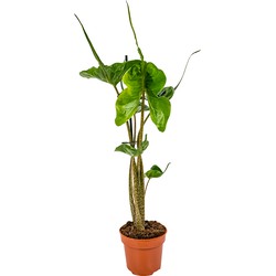 Olifantsoor | Alocasia 'Stingray' per stuk - Kamerplant in kwekers pot ⌀12 cm - ↕40 cm