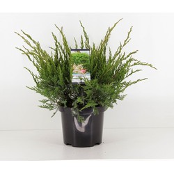 Juniperus pfitzeriana mint julep 45 cm