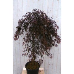 Japanse esdoorn rood blad stamhoogte 80 cm