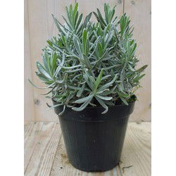 Lavendel