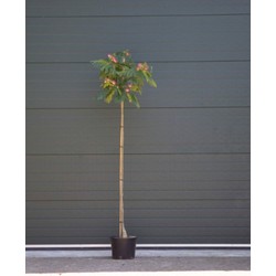 Perzische slaapboom Albizia julibrissin h 212,5 cm st. omtrek 7 cm