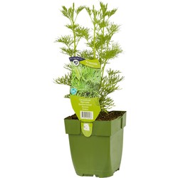 Citroenkruid Artemisia abrotanum - Griffioen