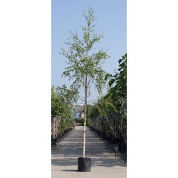 Ruwe berk Betula pendula h 450 cm st. omtrek 16 cm